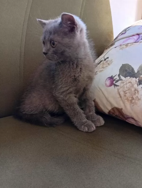 İki Aylık Erkek British Shorthair