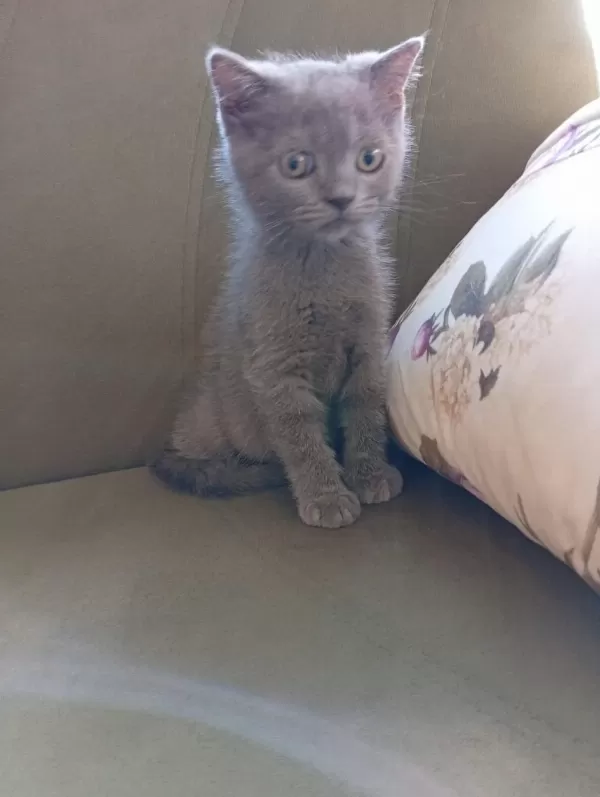 İki Aylık Erkek British Shorthair