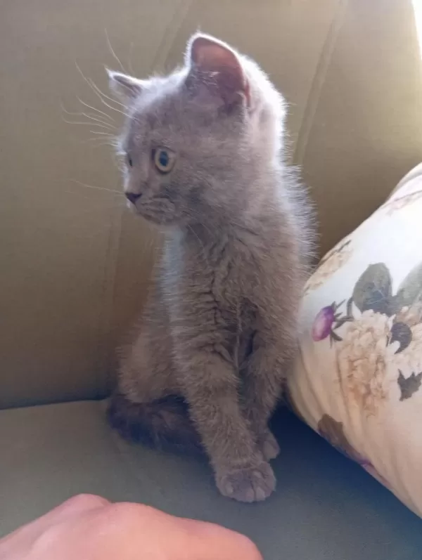 İki Aylık Erkek British Shorthair