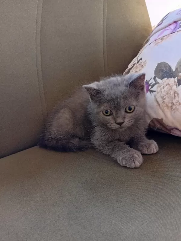 İki Aylık Erkek British Shorthair