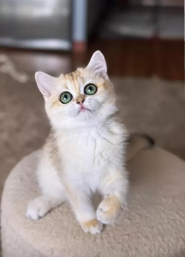 Şecereli British Shorthair Dişi Yavru