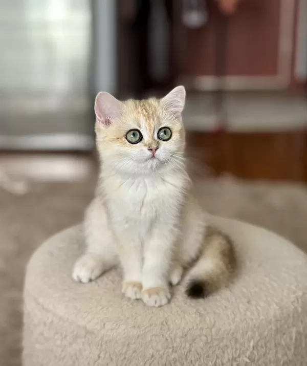 Şecereli British Shorthair Dişi Yavru