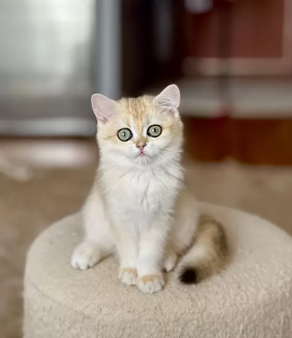 Şecereli British Shorthair Dişi Yavru