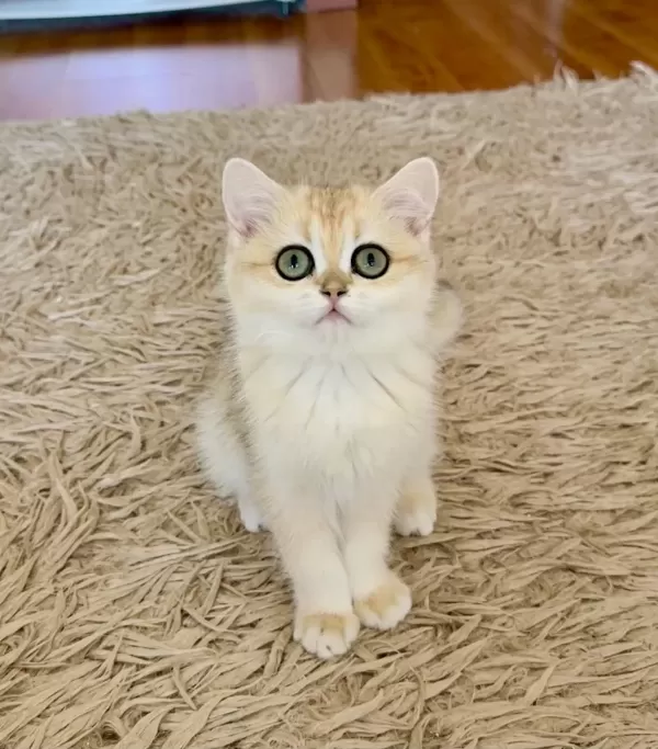 Şecereli British Shorthair Dişi Yavru
