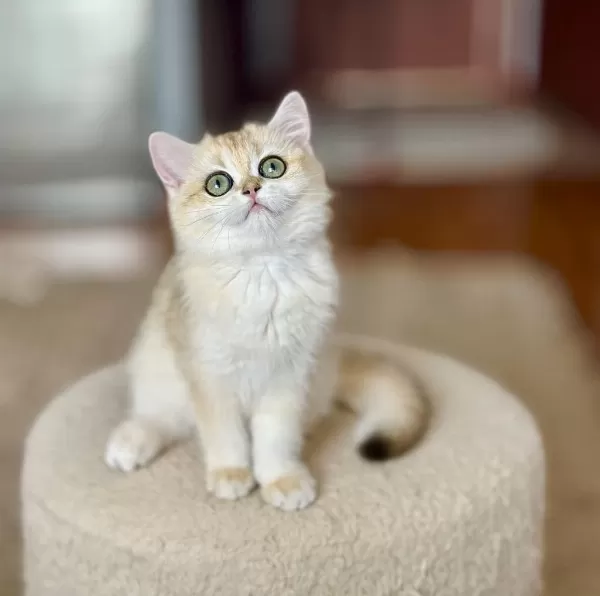 Şecereli British Shorthair Dişi Yavru