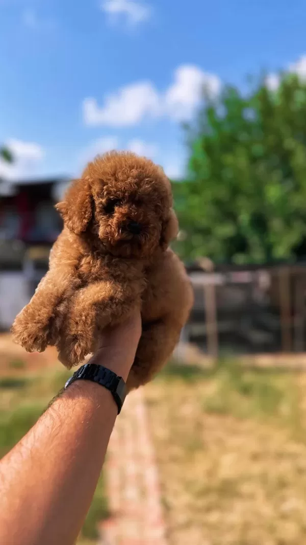 Sağlık Ve İrk Garantili Toy Poodle Yavrularımız