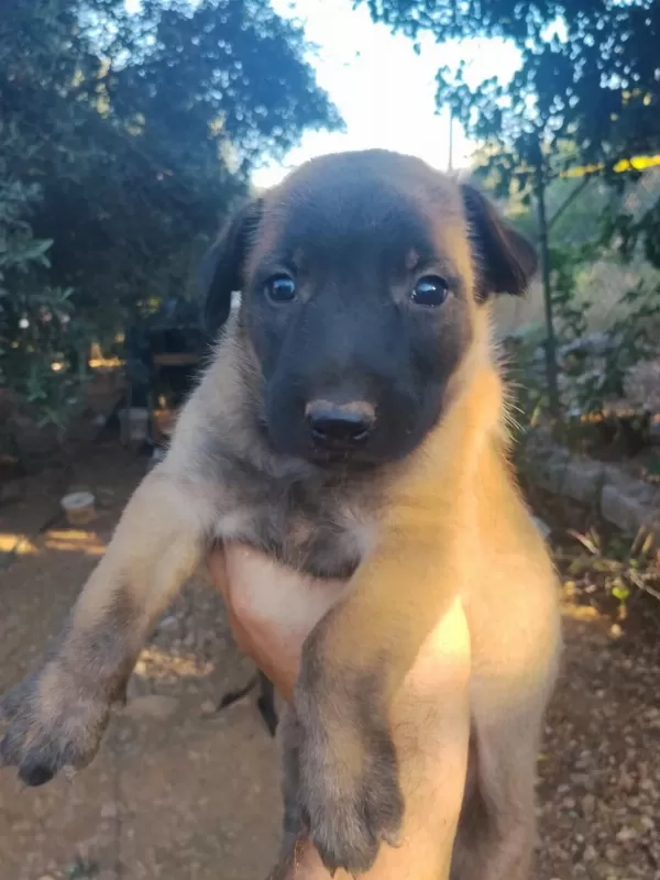 Belçika Malinois Yavrularımız