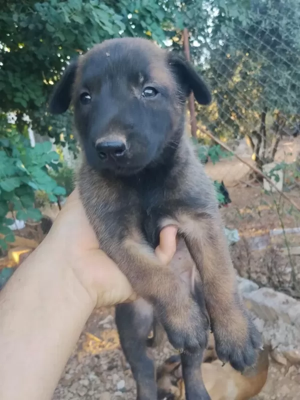 Belçika Malinois Yavrularımız