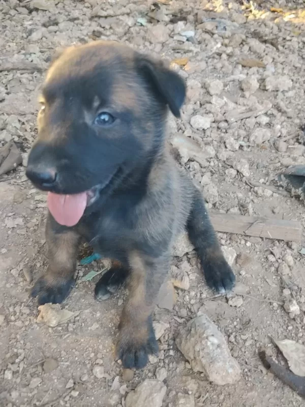 Belçika Malinois Yavrularımız