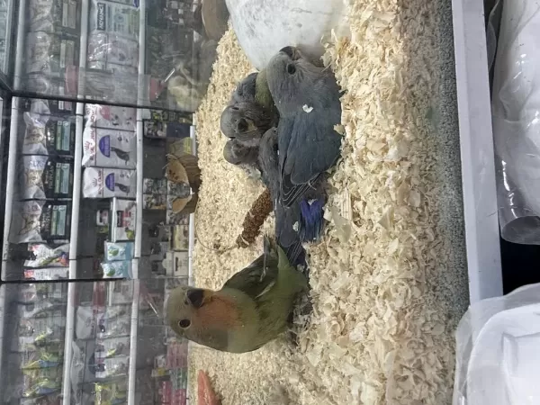 El Besleme Sevda Papağani Bebekler