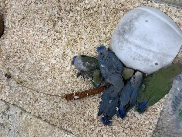 El Besleme Sevda Papağani Bebekler