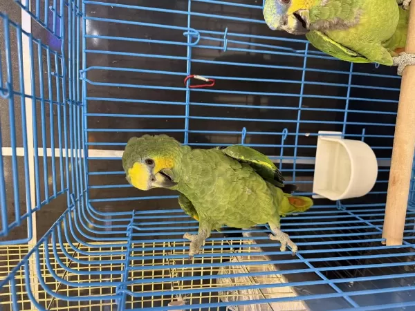Amazonika Papağani Uygun Fiyat