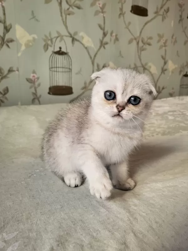 Scottish Fold Silver Point