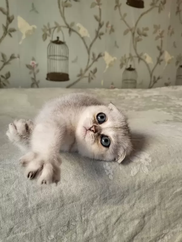 Scottish Fold Silver Point