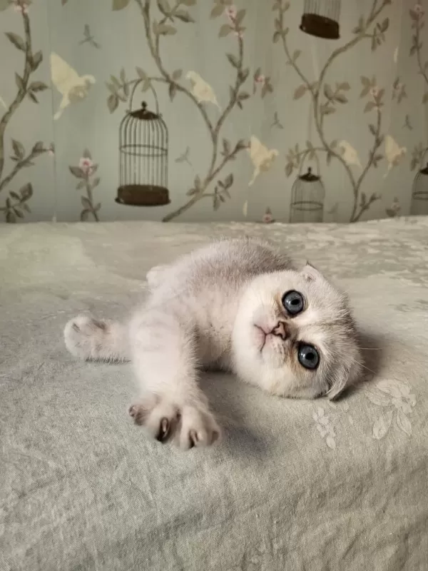 Scottish Fold Silver Point