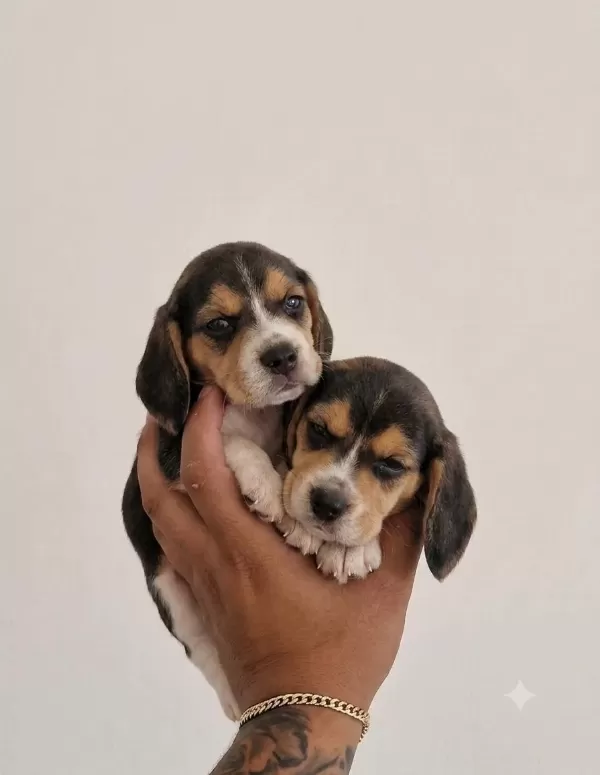 Sağlıklı Beagle Yavrular
