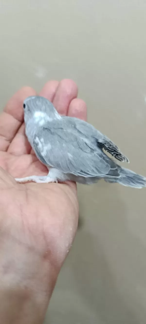Siyah Beyaz Forpus Cep Papağanı Dişi