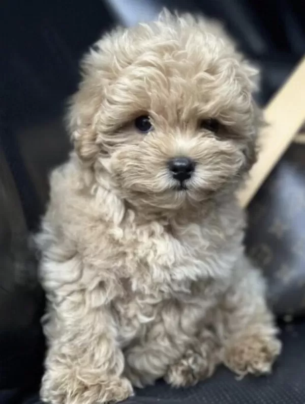 Maltipoo Barbi Bakimli