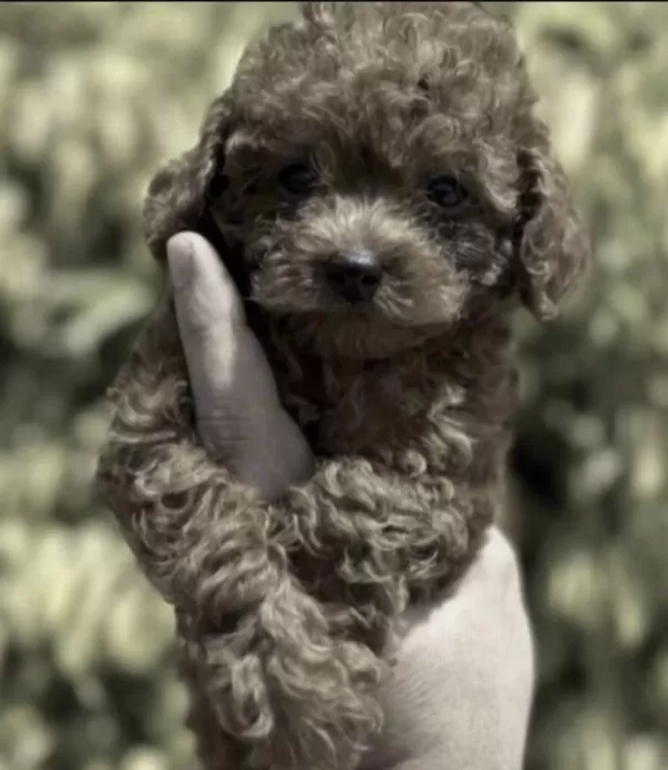 Toy Poodle Köpeğimiz
