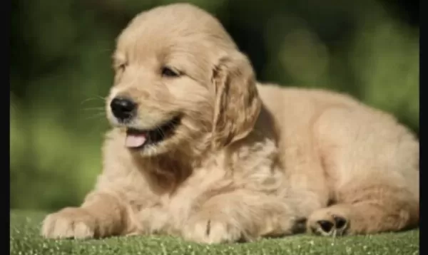 Golden Retriever Köpeği