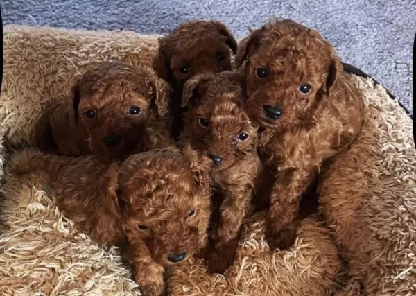 Harika Toy Poodle Köpekler