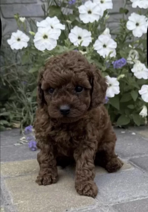 Sağlıklı Toy Poodle Köpeği