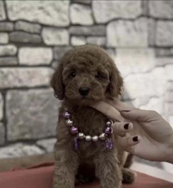 Toy Poodle Köpeği Sağlikli