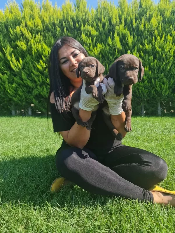 Safkan İrk Garantili Labrador Yavrularım
