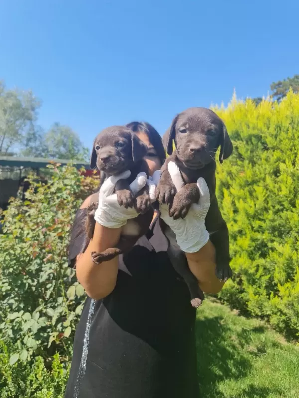 Safkan İrk Garantili Labrador Yavrularım