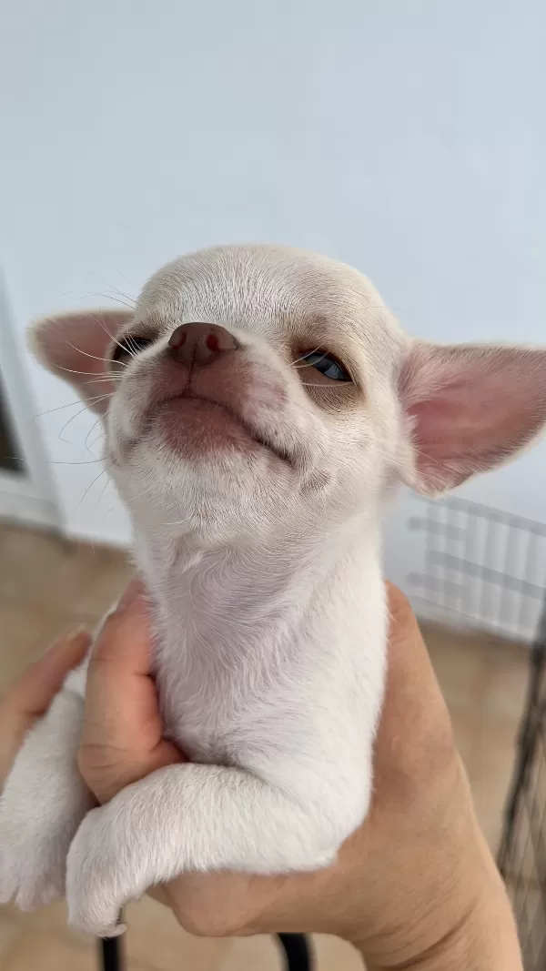 Yavru erkek Chihuahua (şivava)