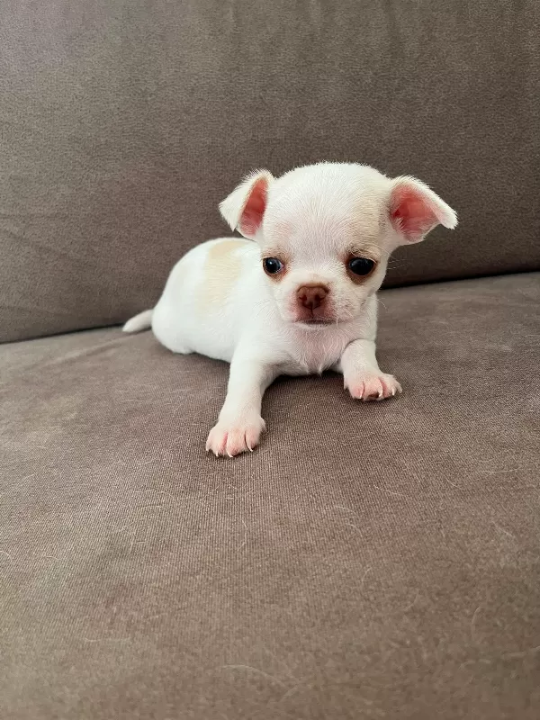 Yavru erkek Chihuahua (şivava)