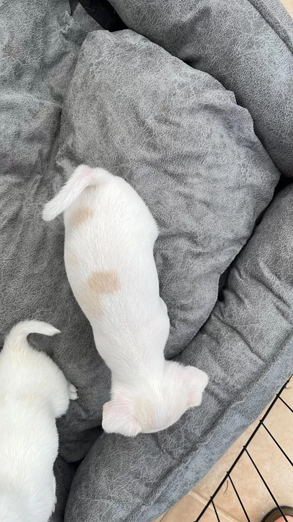 Yavru erkek Chihuahua (şivava)