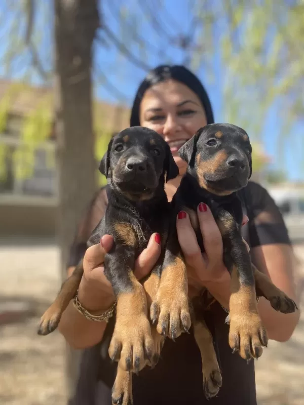 King Doberman Yavrularım