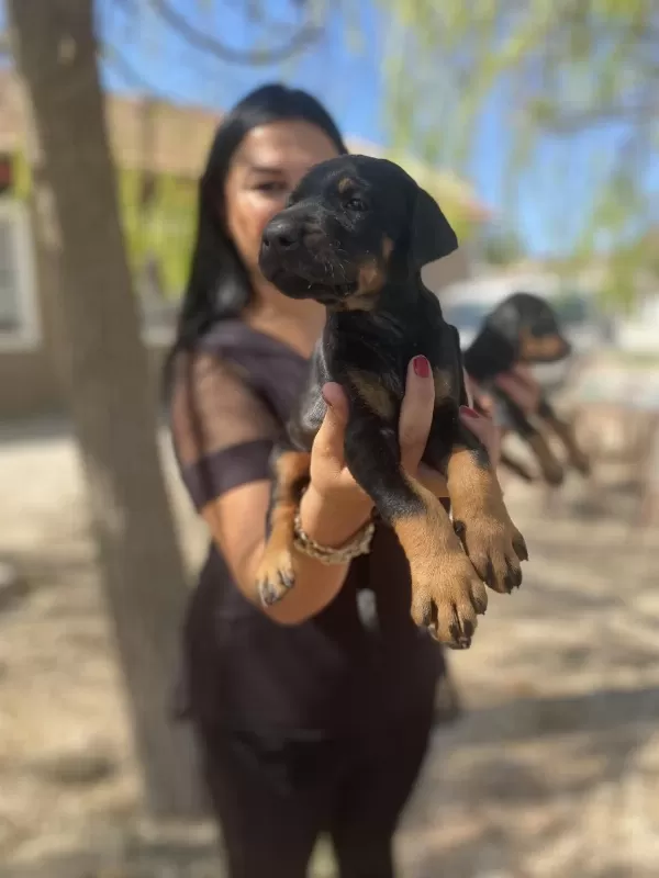 King Doberman Yavrularım