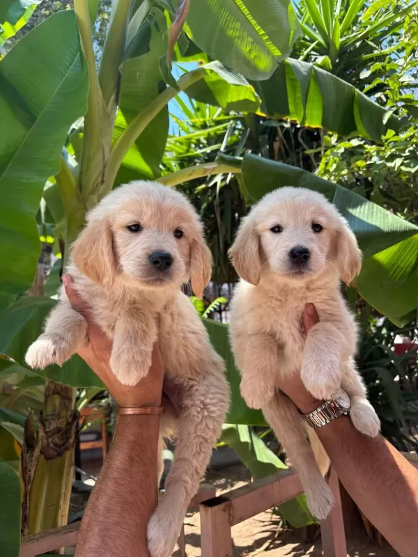 Golden Retriever Yavrum Sağlı Ve İrk Garantilidir
