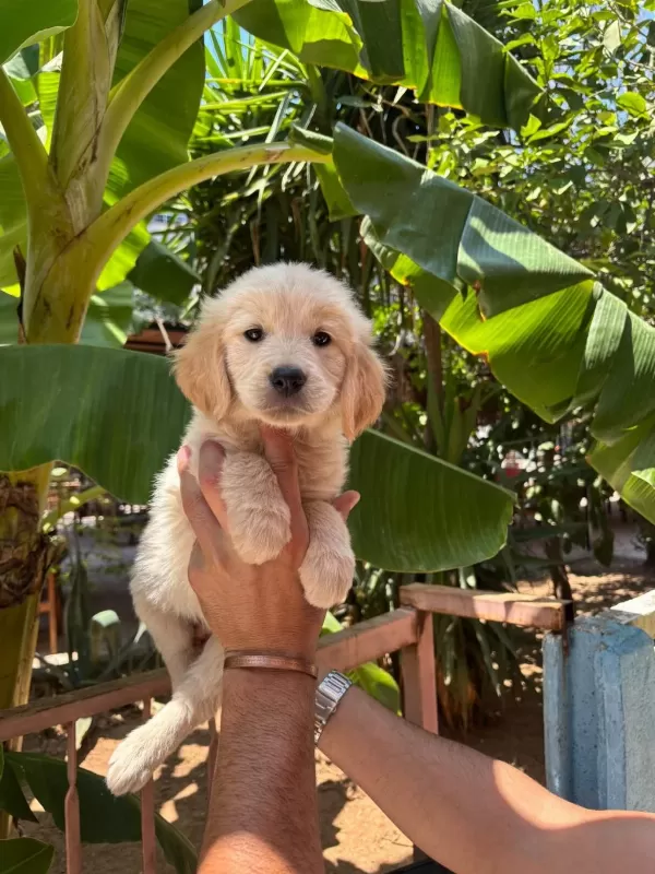 Golden Retriever Yavrum Sağlı Ve İrk Garantilidir