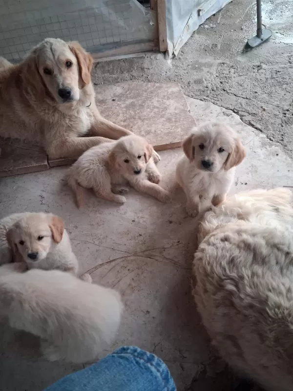 Golden Retriever Yavrum Sağlı Ve İrk Garantilidir