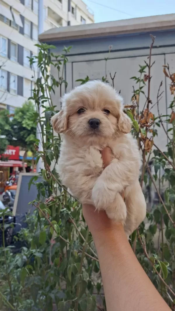 Maltipoo Yavrularım Sağlık Ve İrk Garantilidir