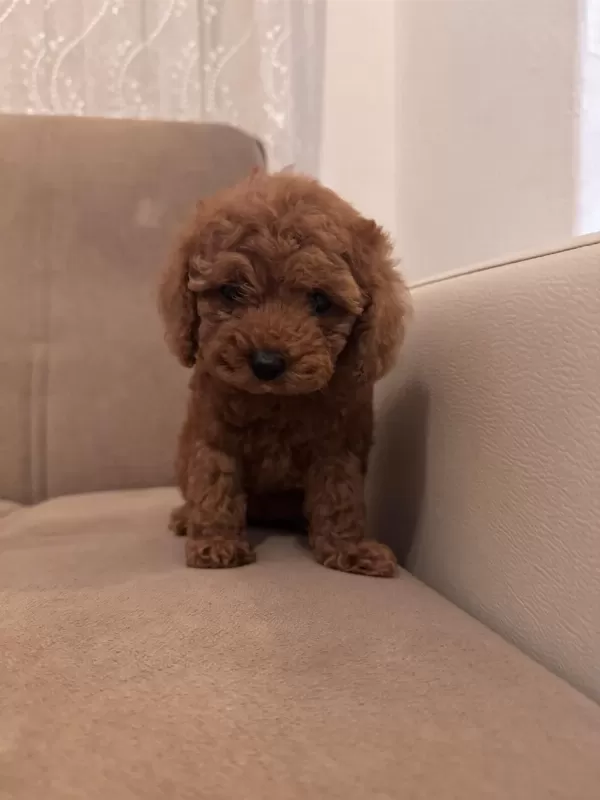 Toy Poodle Yavrularım Sağlık Ve İrk Garantilidir