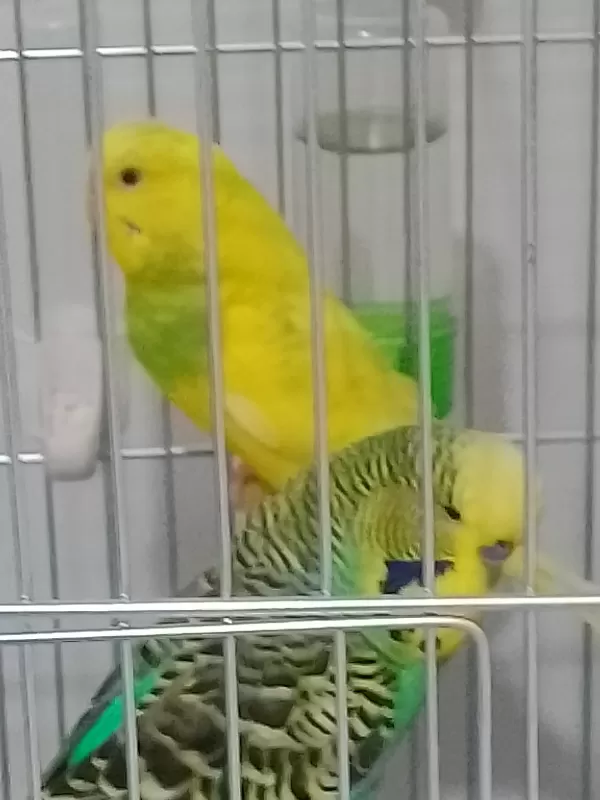 Damızlık 2 çift sağlıklı eş muhabbet kuşları sadece elden teslim.