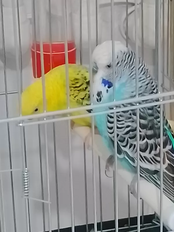 Damızlık 2 çift sağlıklı eş muhabbet kuşları sadece elden teslim.