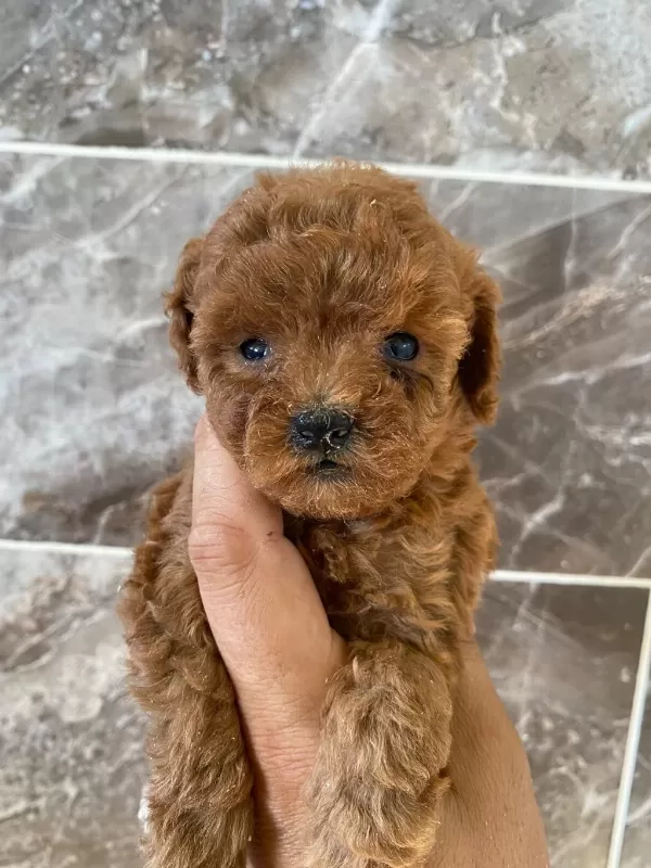 Orjinal Minyatür Toy Poodle Yavrular