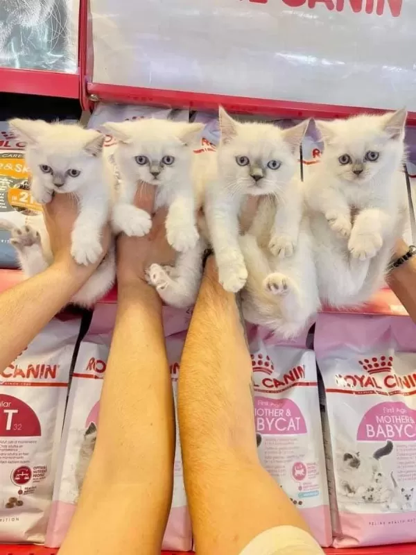 British Shorthair Yavrulari