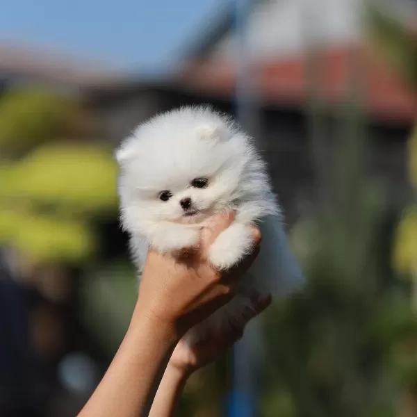 Teddy Bear Pomeranian Yavrulari