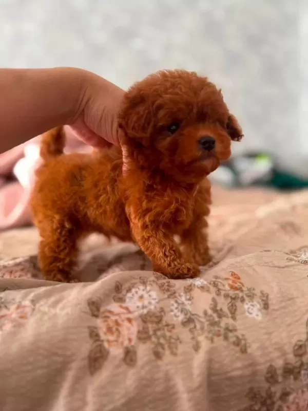 En Özel Poodle Yavrular