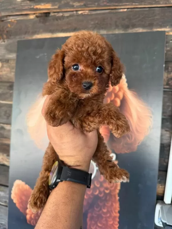 En Özel Poodle Yavrular