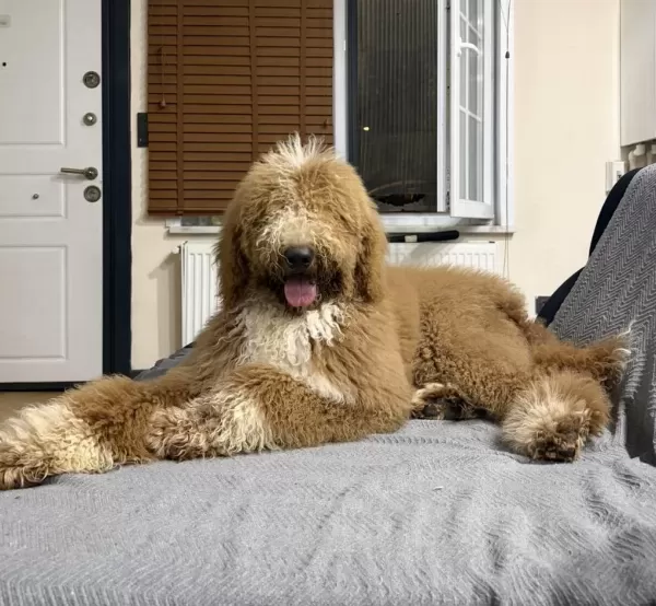 Full Eğitimli 6 Aylık Dev Poodle Erkek Yavru