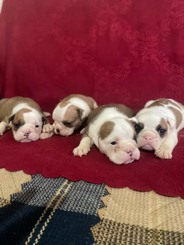 Orjinal İngiliz Buldog Bebekler