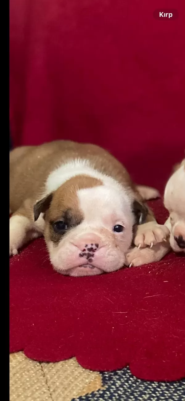 Orjinal İngiliz Buldog Bebekler