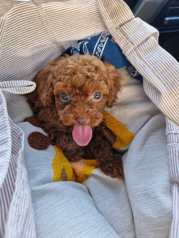 Dark Brown Kore Toy Poodle Bebekler